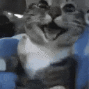 Hyper excited cat spinning with joy