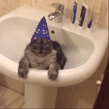Cat with birthday cap in basin